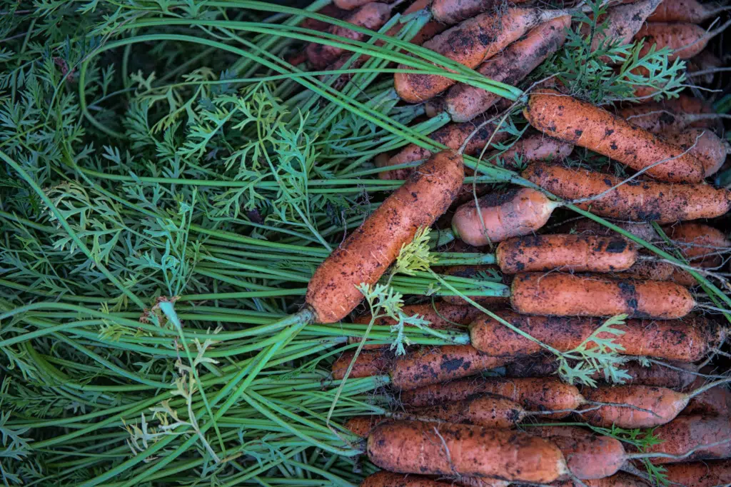 Carrots