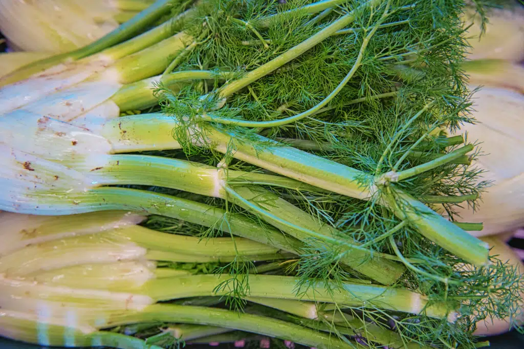 Fennel