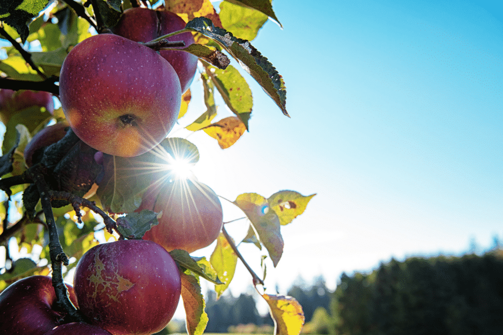 UBC Farm Apples
