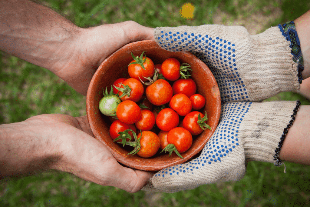 Outreached hands and tomatoes