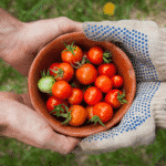 Outreached hands and tomatoes